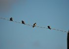 Oeverzwaluw (sand martin) Riparia Riparia - Gurvanbulag 14-08-2016 (4)
